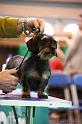 Crufts2011_2 1302